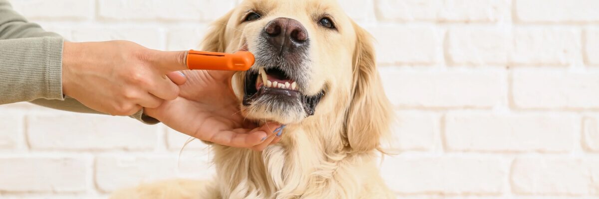 silicone dog toothbrush manufacturer
